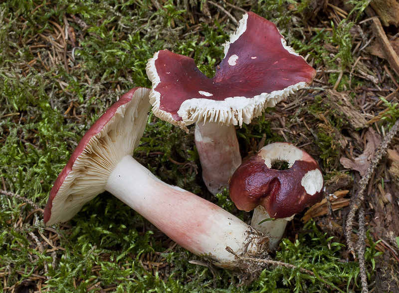 Russula rhodopoda